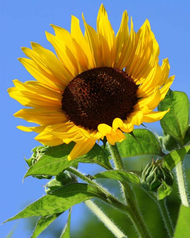 BST] Hình ảnh hoa hướng dương khoe sắc - Loài hoa mặt trời đẹp