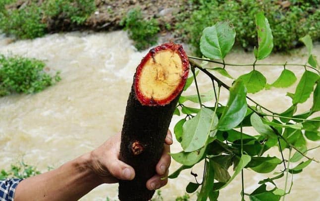 Tăng sự cân bằng nhờ lá cây – 6 loại thảo dược quý giá