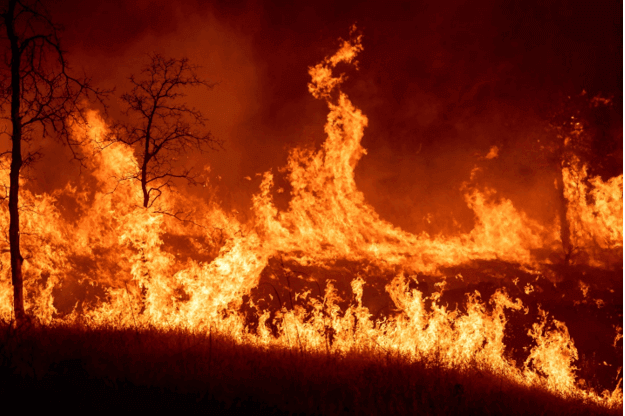 Mơ thấy cháy rừng tốt hay xấu ? Con số đẹp ứng với giấc mơ cháy rừng | KUBET